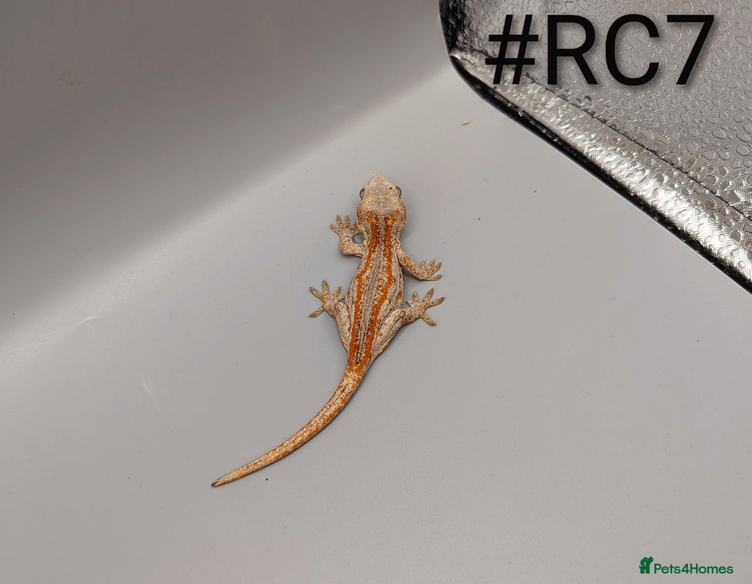 Gecko reptiles for sale: Orange Stripe Gargoyle Gecko CB25 - Image 4