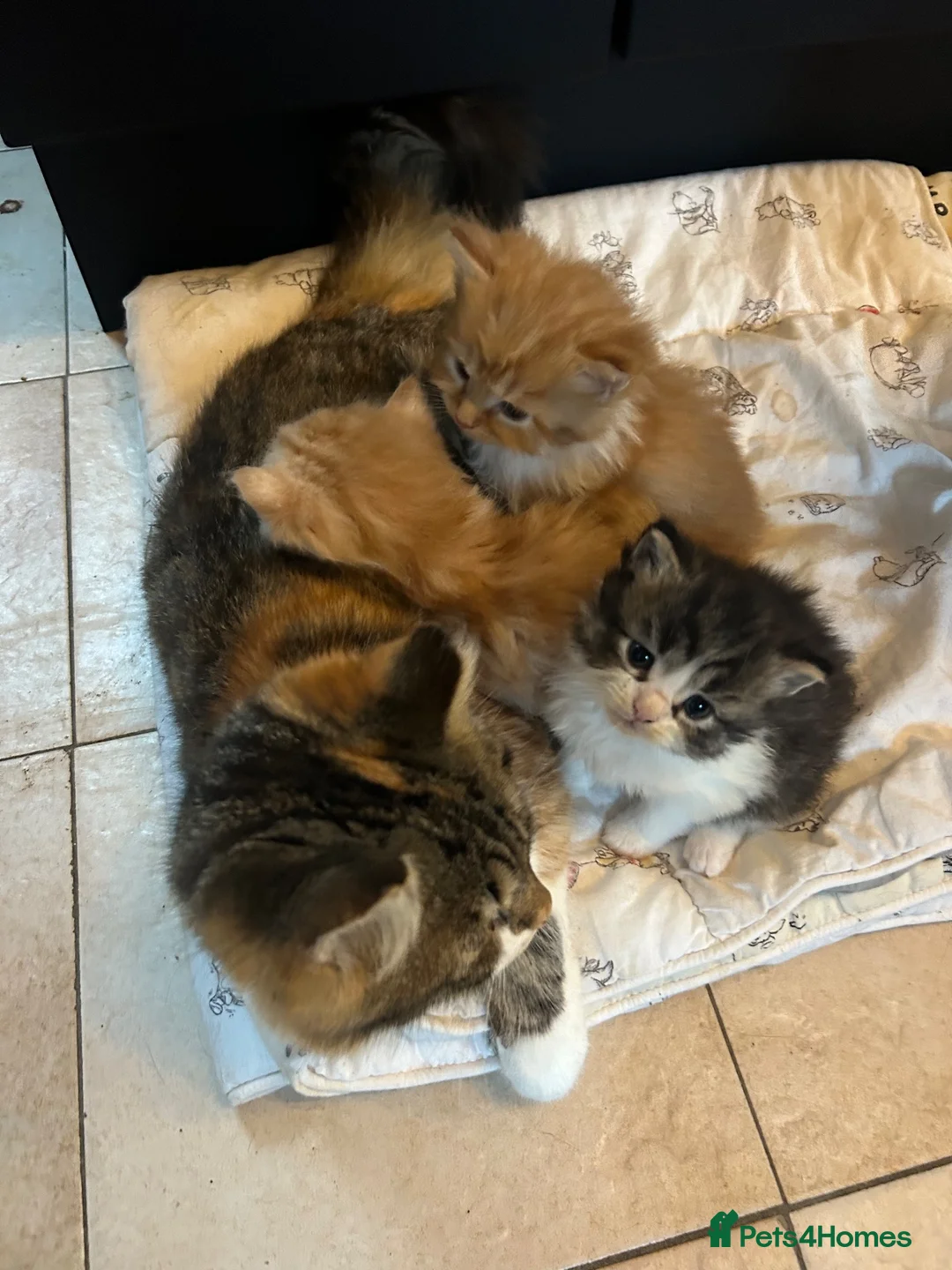Mixed Breed cats for sale: Ready now! Fluffy little boy kitten  - Advert 10
