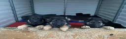 German Shepherd dogs for sale: Four standout female German Shepherd puppies in Redcar - Advert 4
