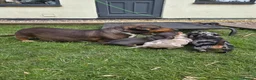 Miniature Dachshund dogs for sale: PRA CLEAR, KC REG MIN DACHSHUNDS  - Advert 5