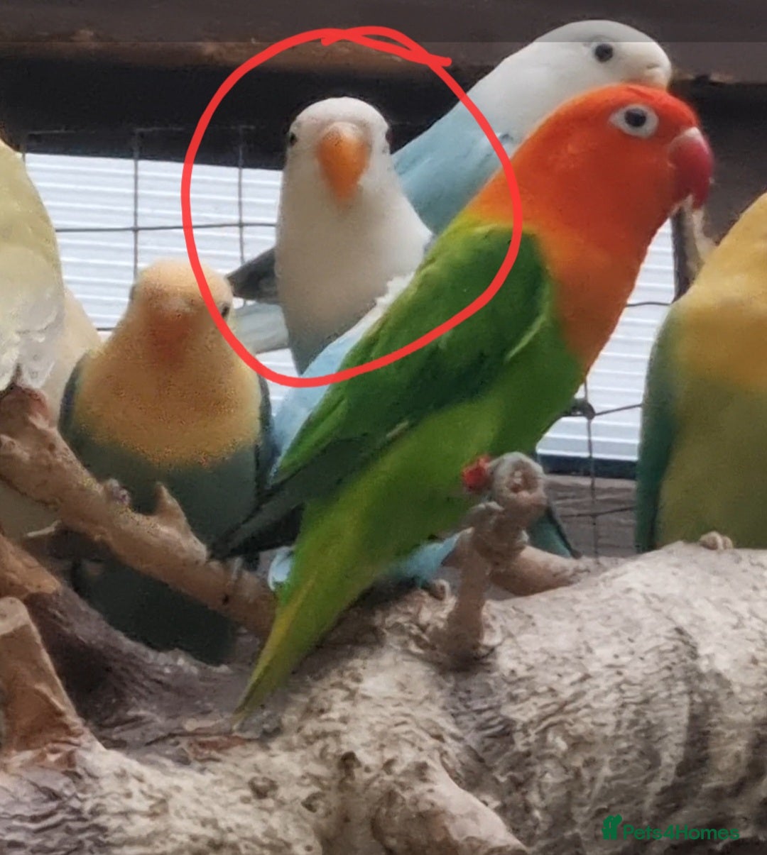 Lovebirds birds for sale: AQUA B1 OPALINE  ficshers  - Advert 2