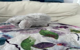 Mini Lop rabbits for sale: Cute mini lops for sale - Image 1