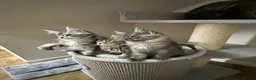 Maine Coon cats for sale: Licensed breeder-maine coon kittens - Advert 28