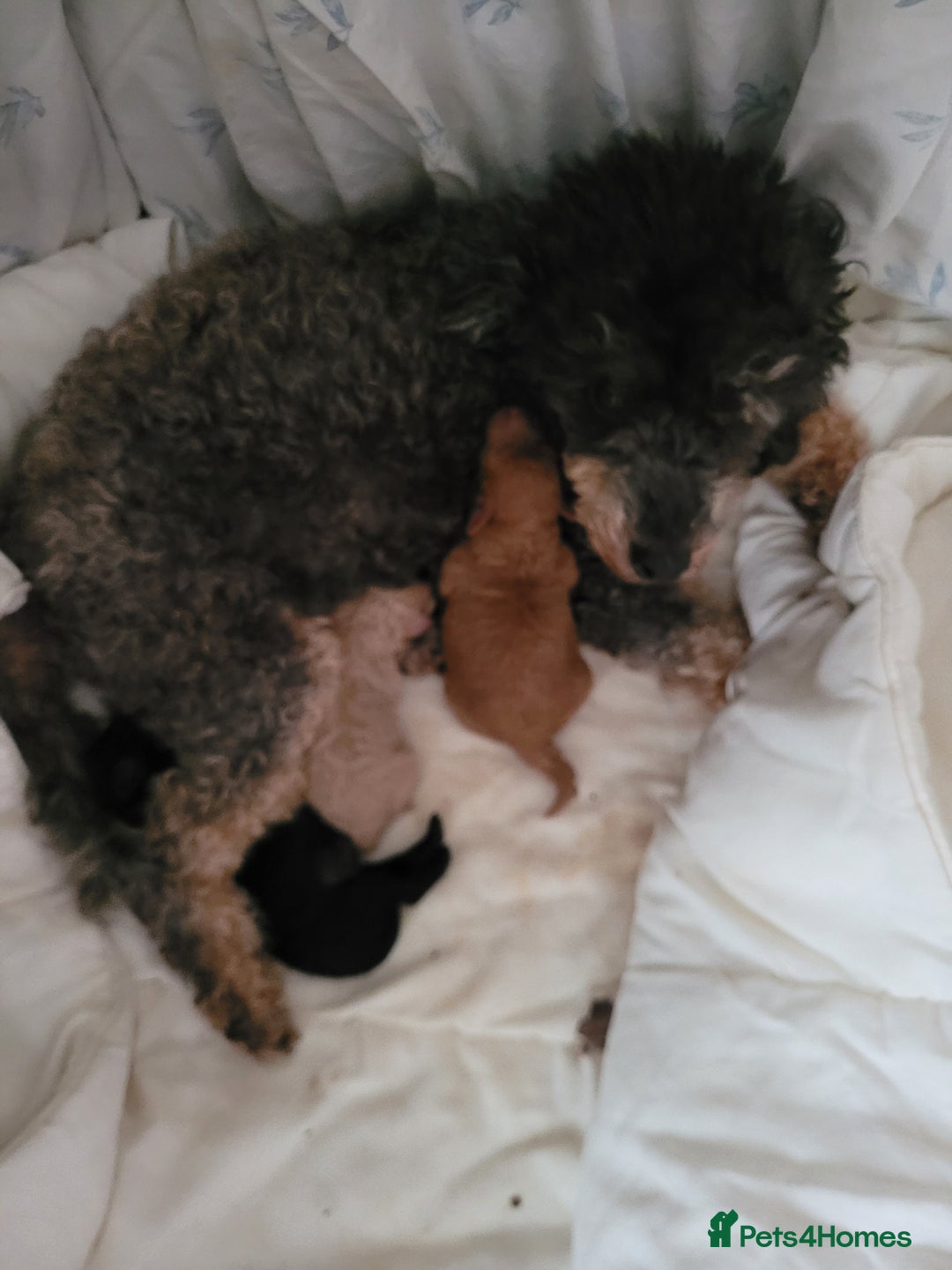 Toy Poodle dogs for sale: Toy poodle boys - Image 5