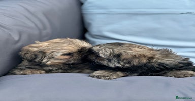 Shih Tzu dogs - Advert 7