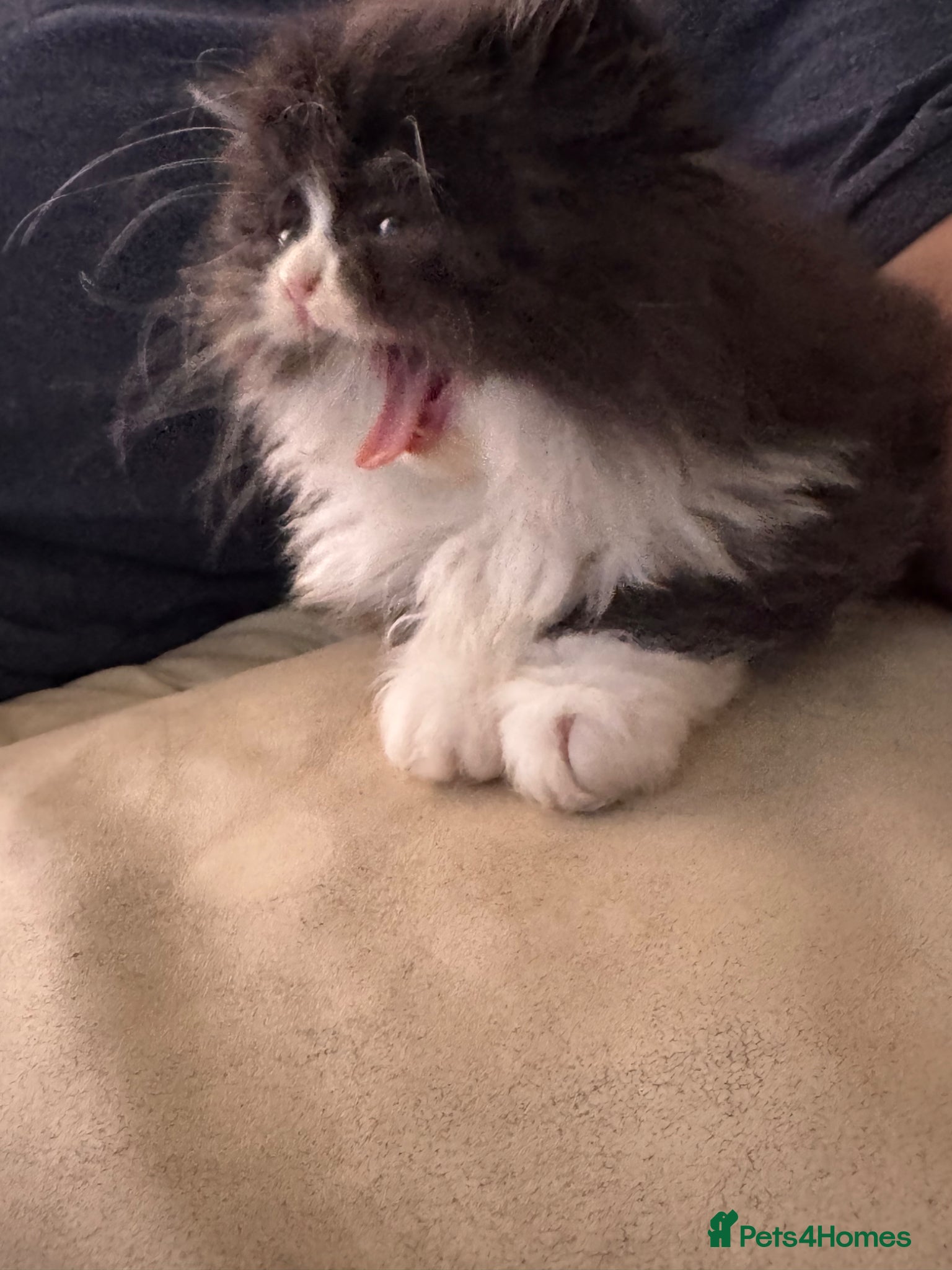 Persian cats for sale: Persian chinchilla  - Advert 12