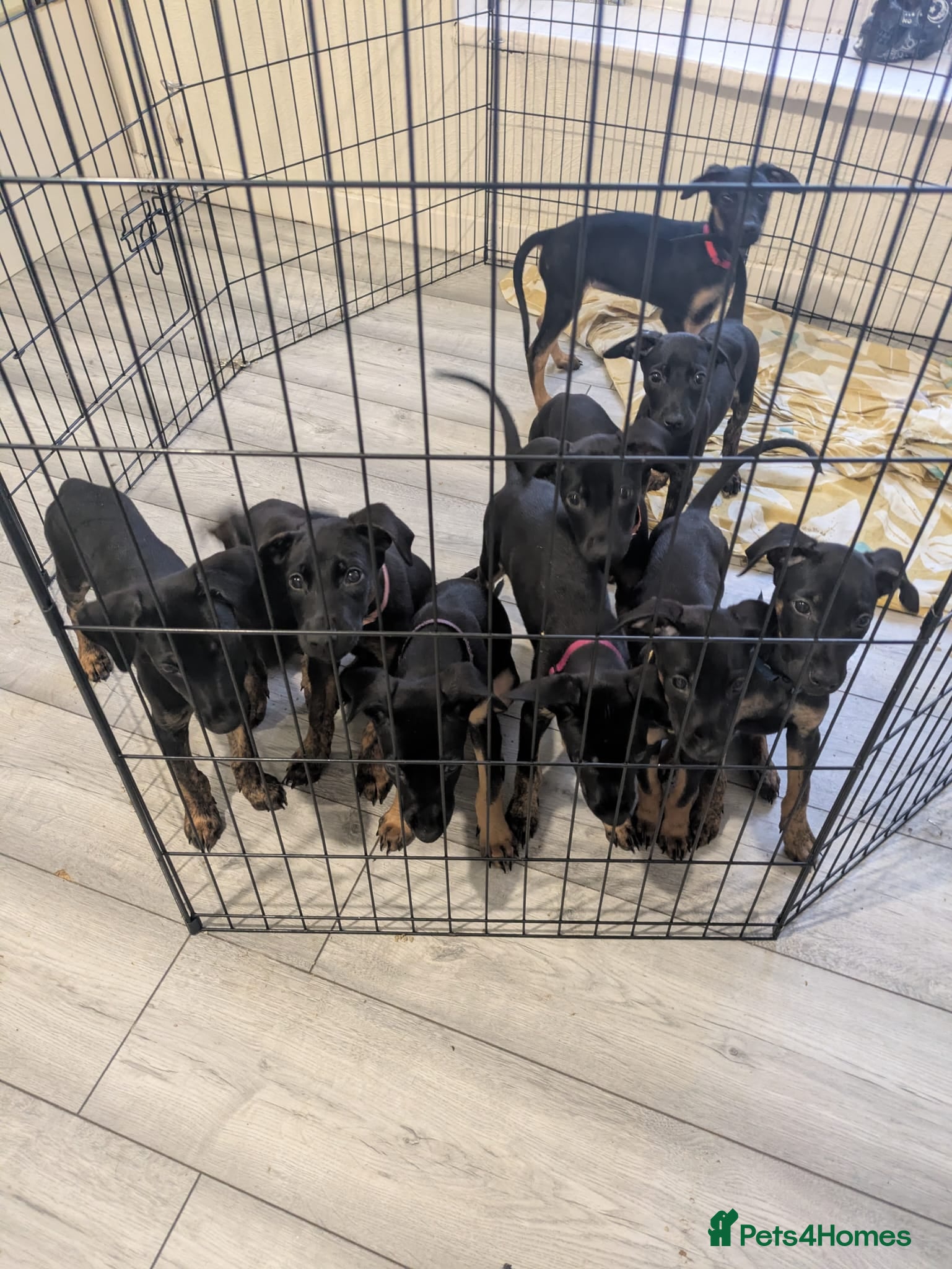 Mixed Breed dogs Doberman x dutch herder - Advert 8