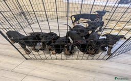 Mixed Breed dogs for sale: Doberman x dutch herder - Advert 1