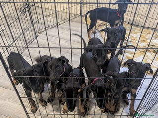 Mixed Breed dogs Doberman x dutch herder - Advert 17