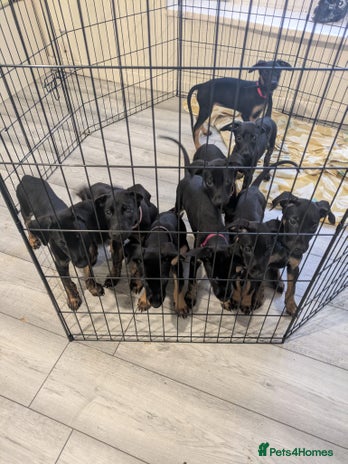 Mixed Breed dogs Doberman x dutch herder - Advert 1