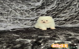 Pomeranian dogs for sale: Top Quality 🐼 Championship Lines - Image 9
