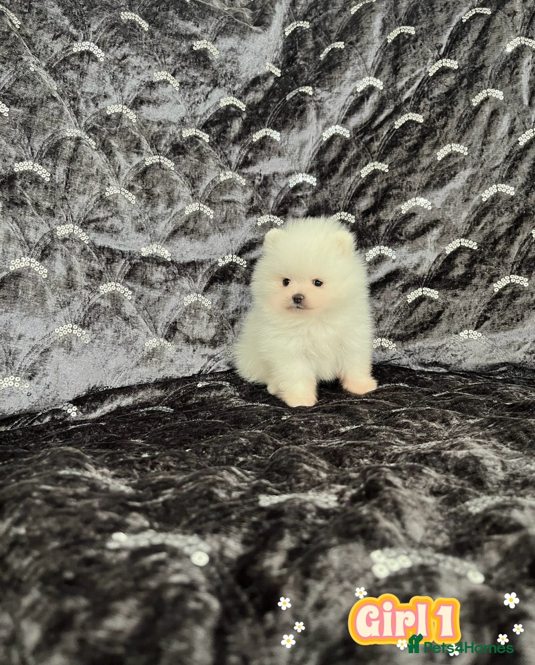 Pomeranian dogs for sale: Top Quality 🐼 Championship Lines - Image 9