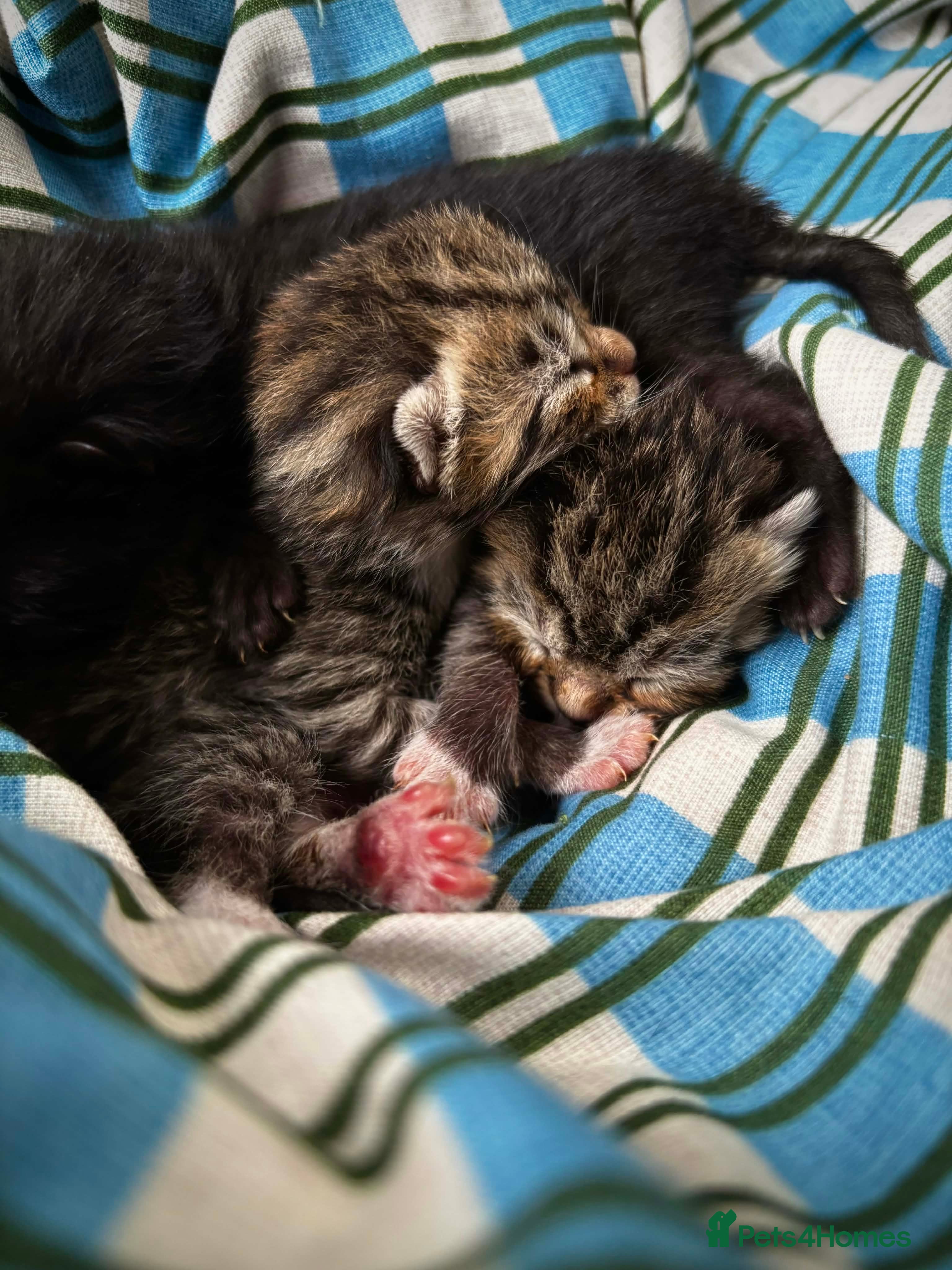 Domestic Shorthair cats Four sweet tabby & black kittens for sale - Advert 1