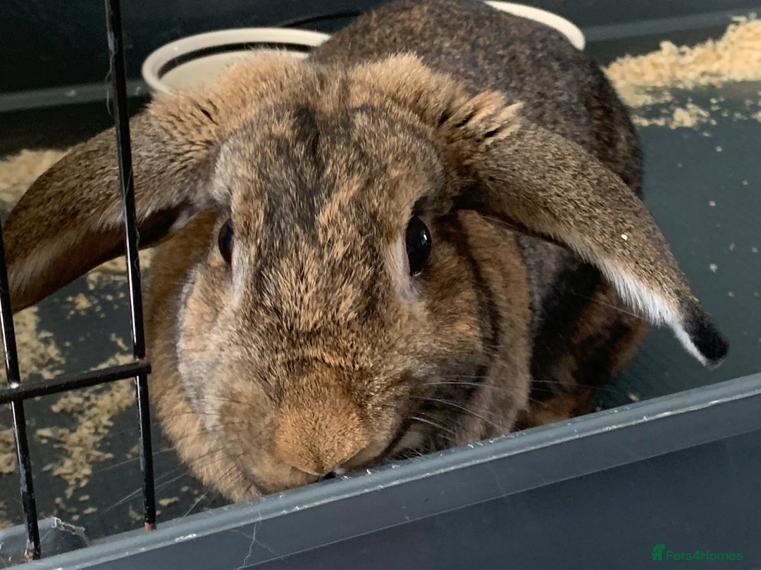 Mixed Breed rabbits for sale: Beautiful Mixed Girl Rabbit  - Image 2