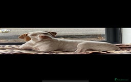 German Shorthaired Pointer dogs for sale: Braque Du Bourbonnais 🇫🇷 French Pointer - Image 4