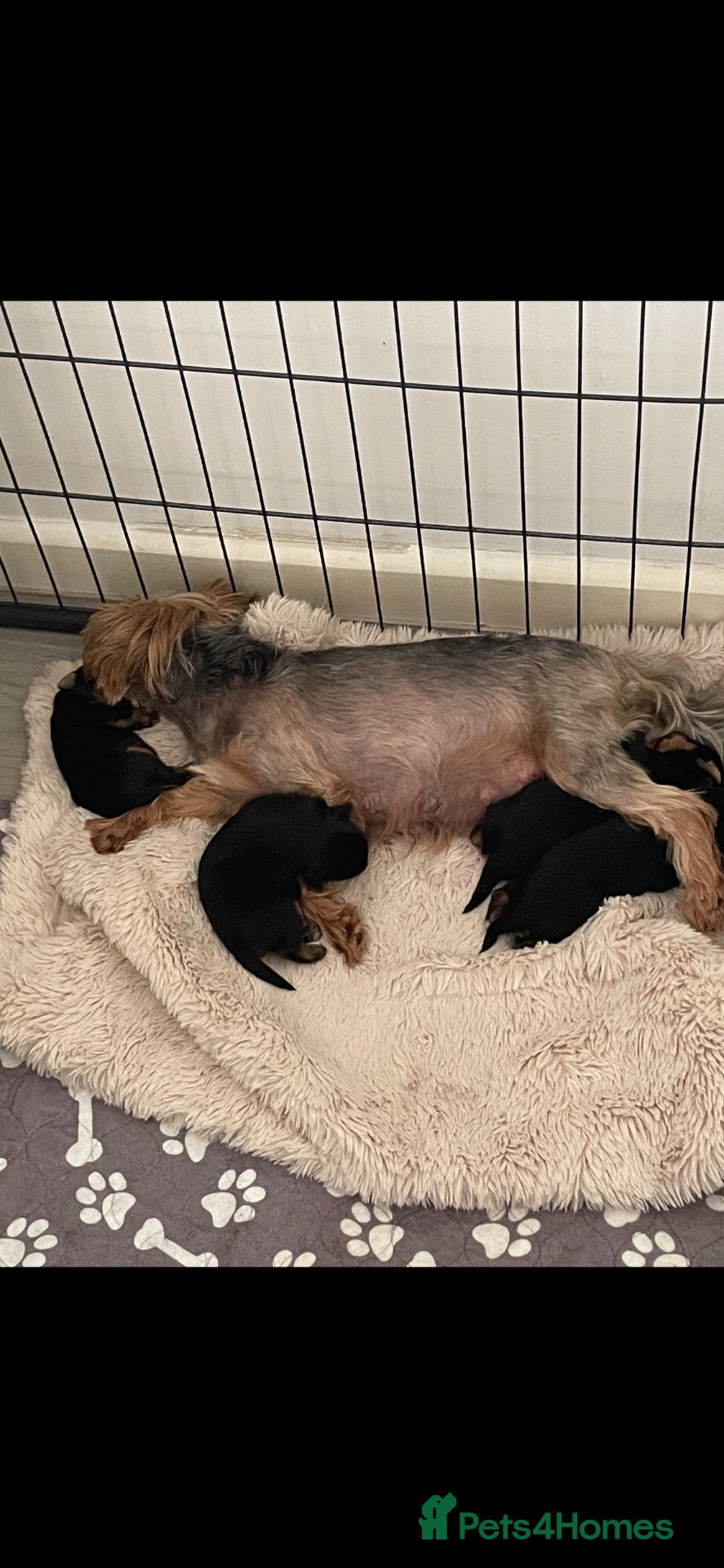 Yorkshire Terrier dogs for sale: PEDIGREE MINI YORKIE PUPS, 2 girls, 2 boys - Advert 1