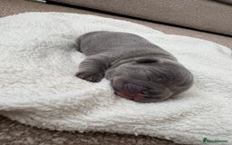 French Bulldog dogs for sale: 🌸 Frenchbulldog puppy 🌸 - Image 2