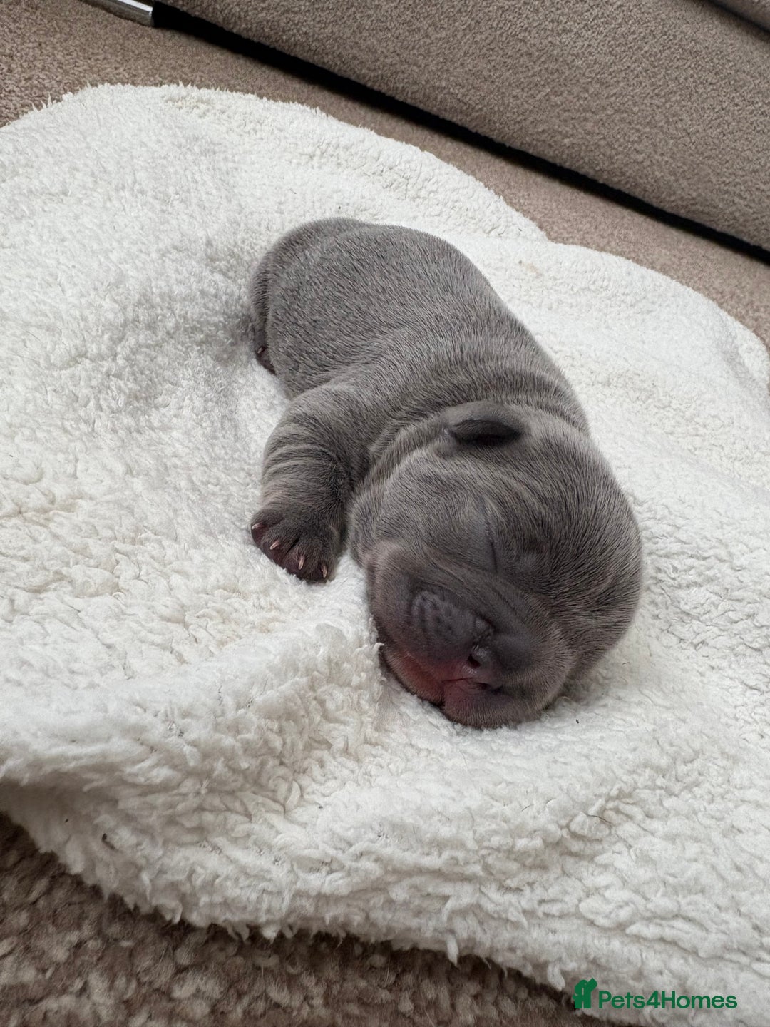 French Bulldog dogs for sale: 🌸 Frenchbulldog puppy 🌸 - Image 2