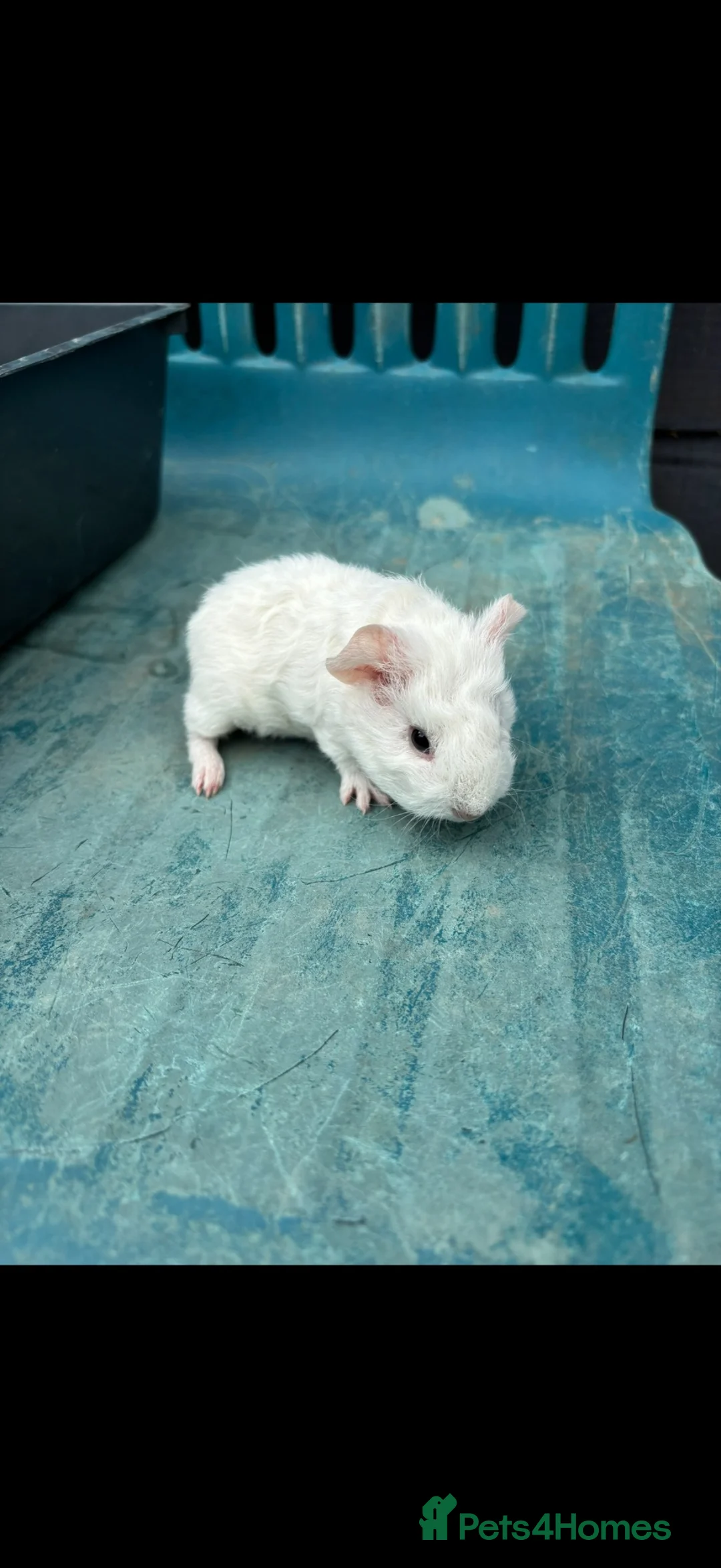 Guinea Pig rodents for sale: Our last little guinea pig girlie  - Advert 1