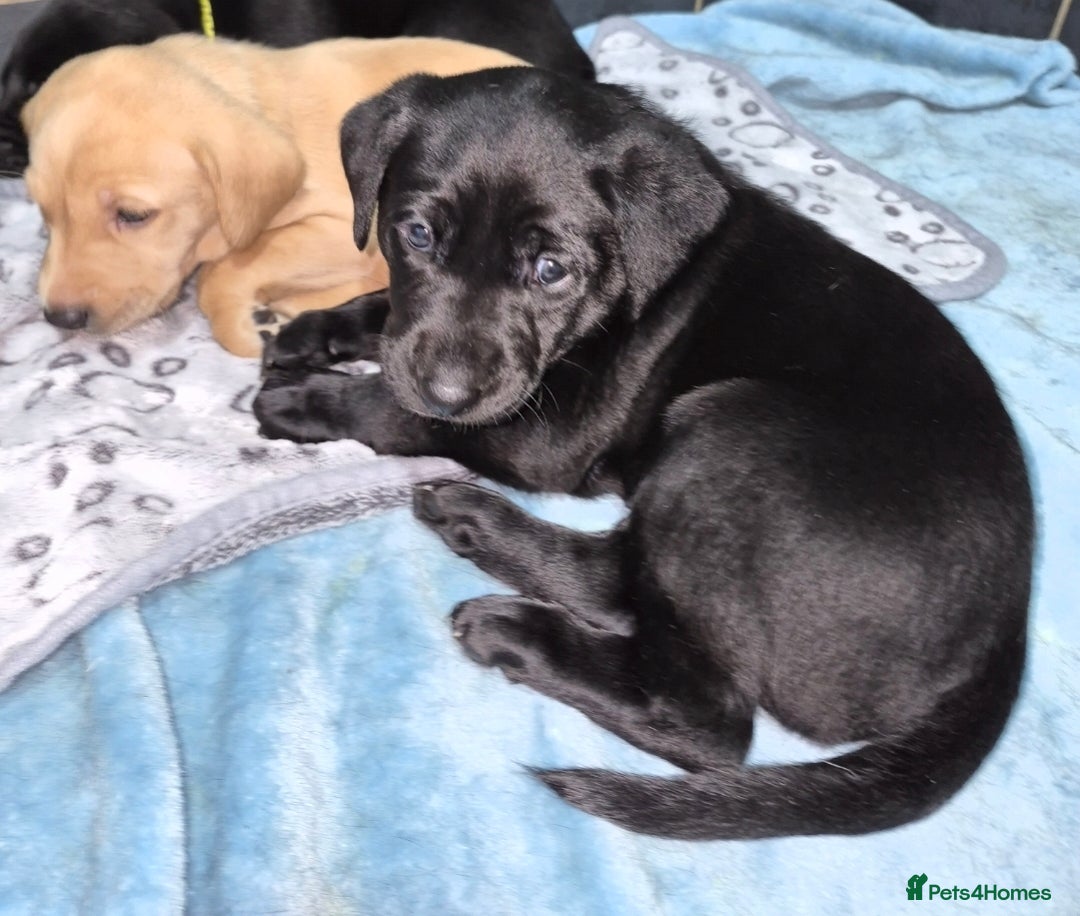 Labrador Retriever dogs for sale: Labrador retriver black and fox red puppies - Advert 15