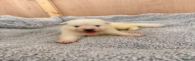 White Swiss Shepherd 3