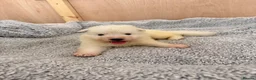 White Swiss Shepherd dogs for sale: 🐾 Swiss White Shepherd Puppies reduced 🐾 - Advert 29