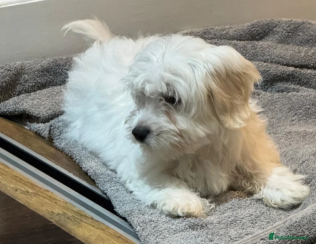 Coton De Tulear dogs for sale: Coton de tulear for sale  - Advert 2