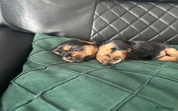 Yorkshire Terrier dogs for sale: Yorkshire terrier puppies  - Image 6