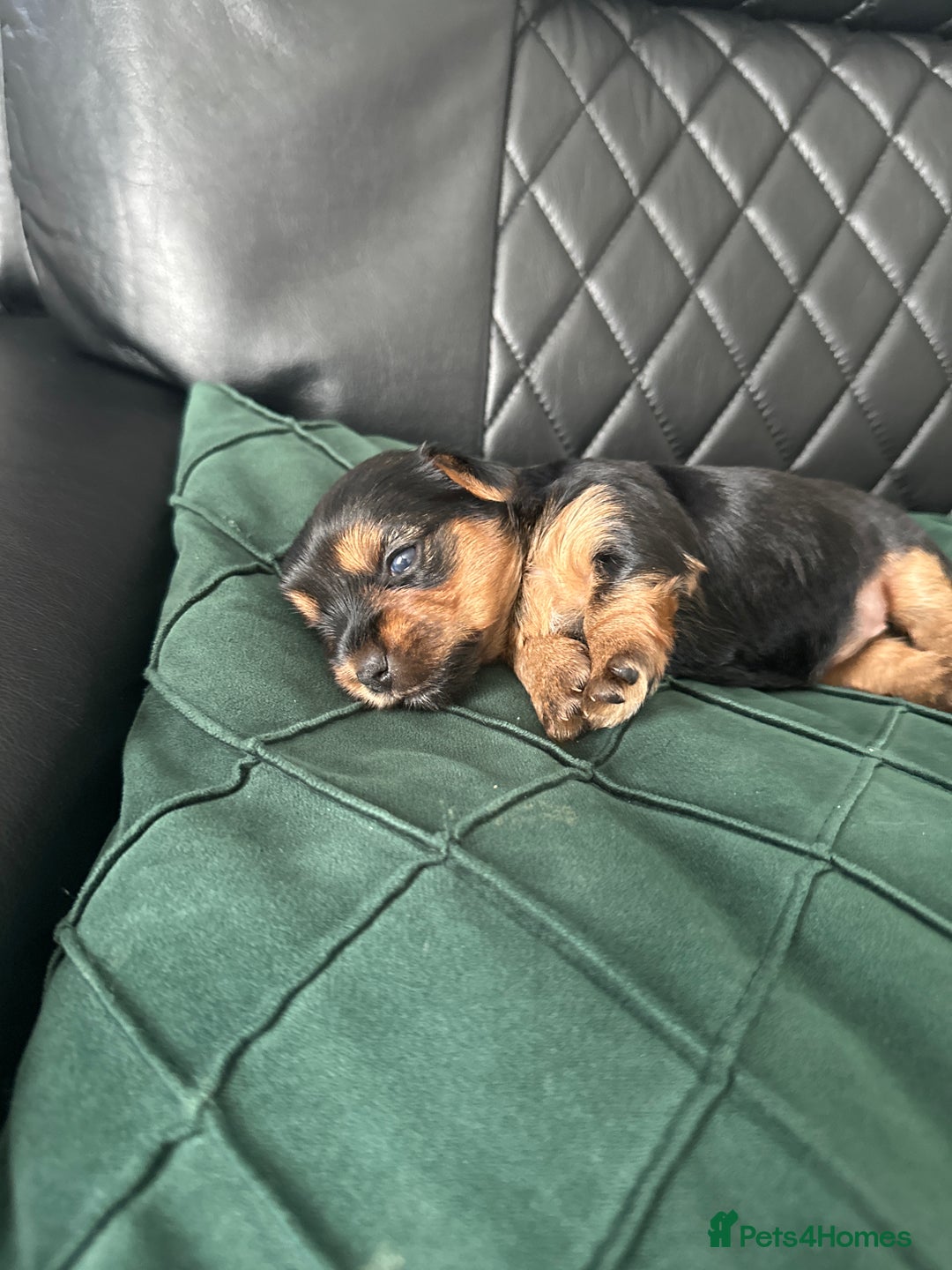 Yorkshire Terrier dogs for sale: Yorkshire terrier puppies  - Image 6