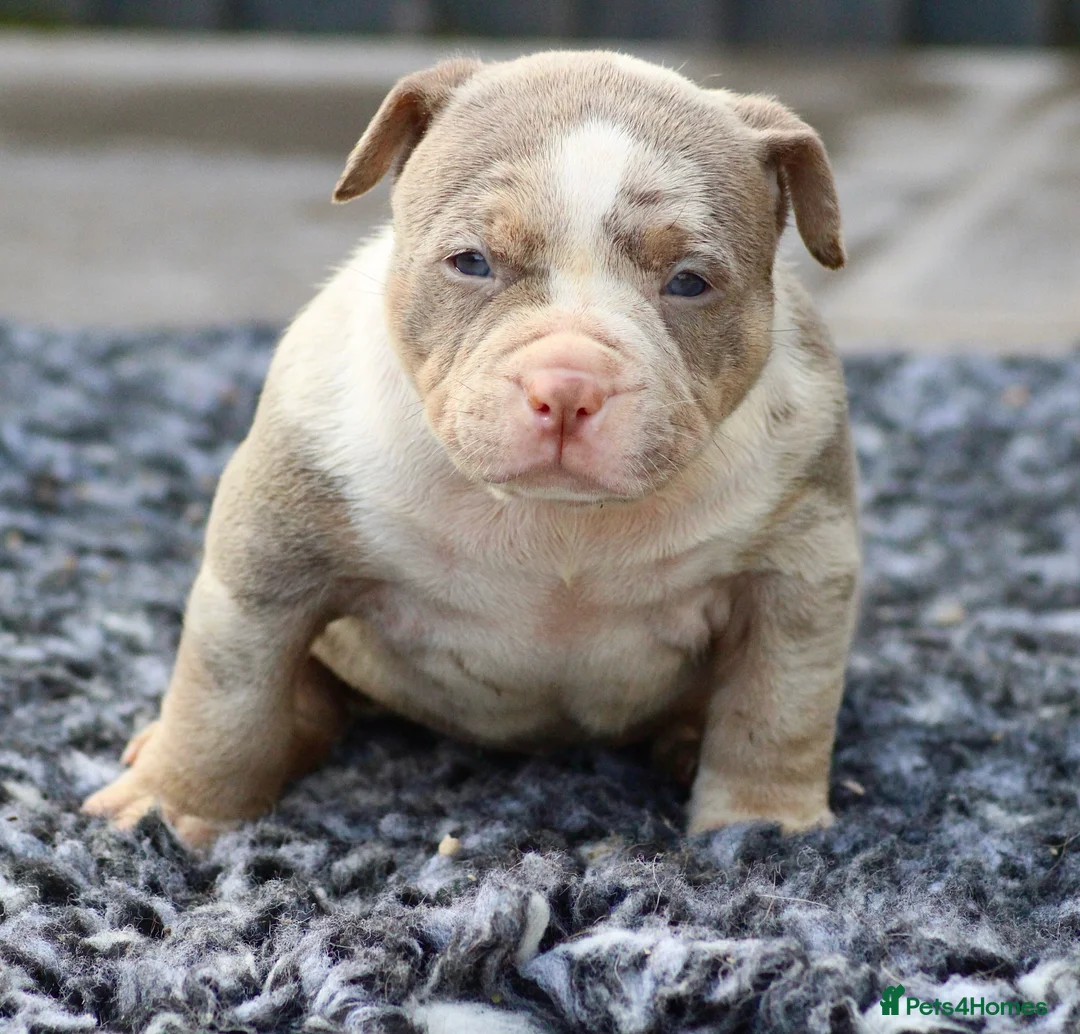 American Bully dogs for sale: American Bullys  - Advert 4