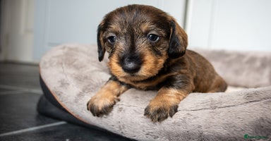 Dachshund dogs - Advert 2