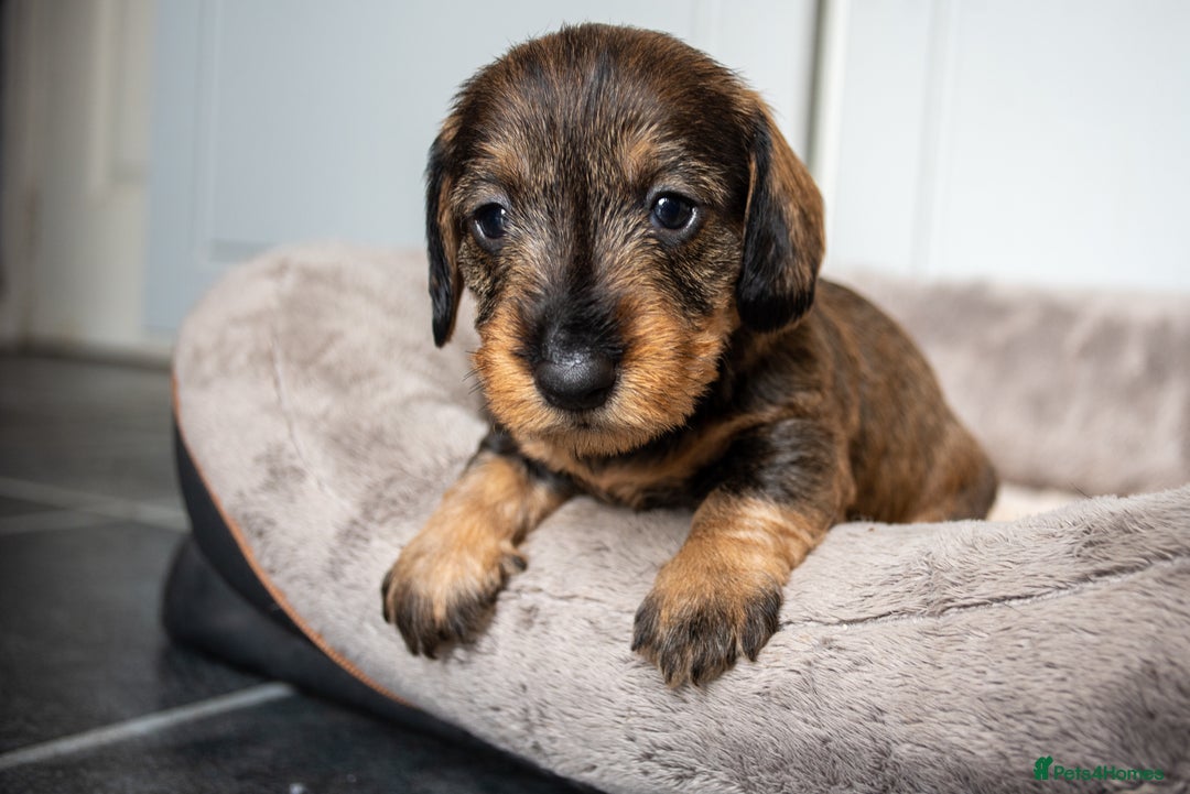 Dachshund dogs for sale: KC Standard Wire-haired Dachshund puppies - Image 3