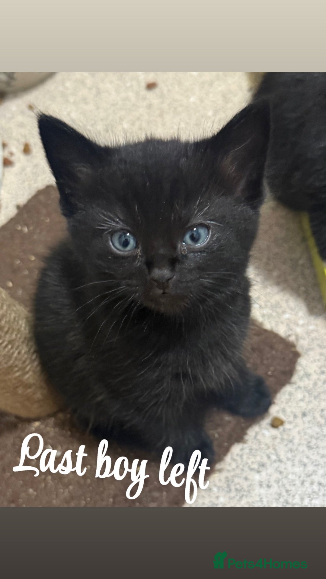 Ragdoll cats Mixed Ragdoll looking for forever homes🥰 - Advert 18