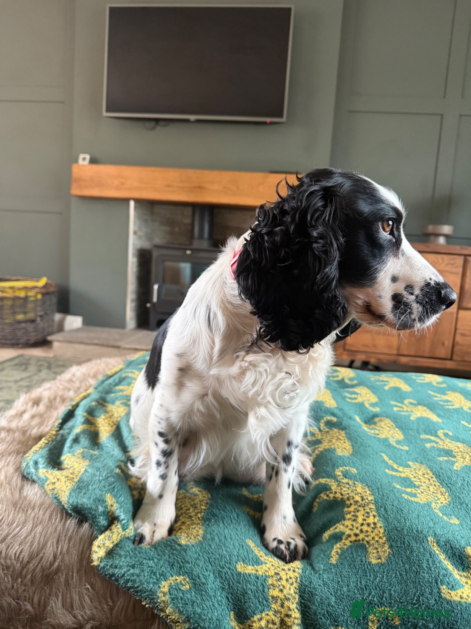 Cocker Spaniel dogs Beautiful Working Cocker Spaniels - Advert 2