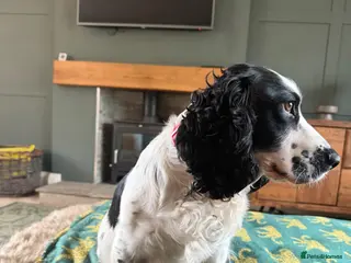 Cocker Spaniel dogs Beautiful Working Cocker Spaniels - Advert 2