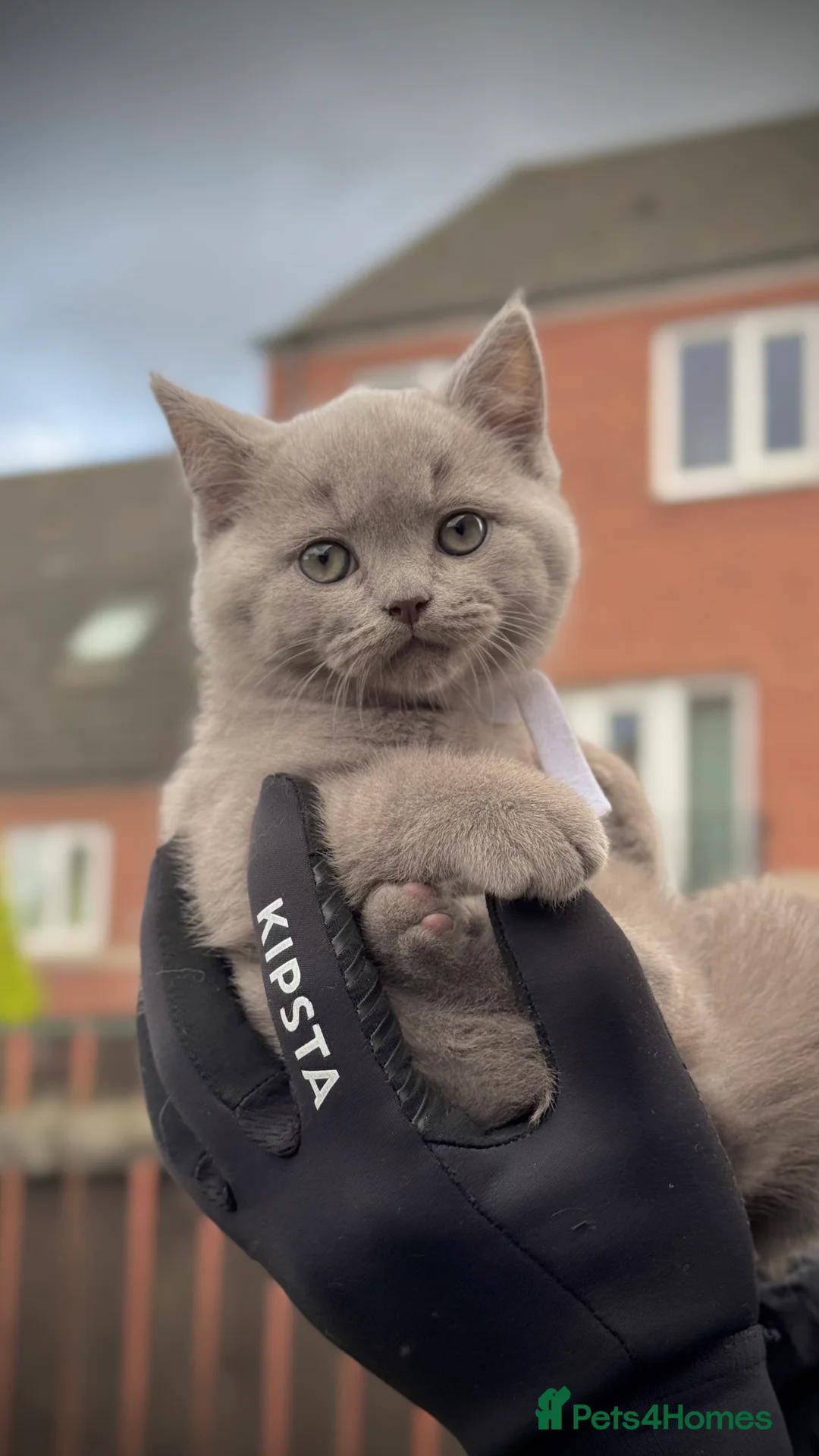 British Shorthair cats for sale: Adorable British Shorthair Blue and Lilic kittens - Advert 31