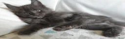 Maine Coon cats for sale: TICA REGISTERED GORGEOUS MAINE COONKITTENS - Advert 22