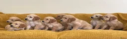 Golden Retriever dogs for sale: Quality litter of KC reg Golden Retriever puppies - Advert 30