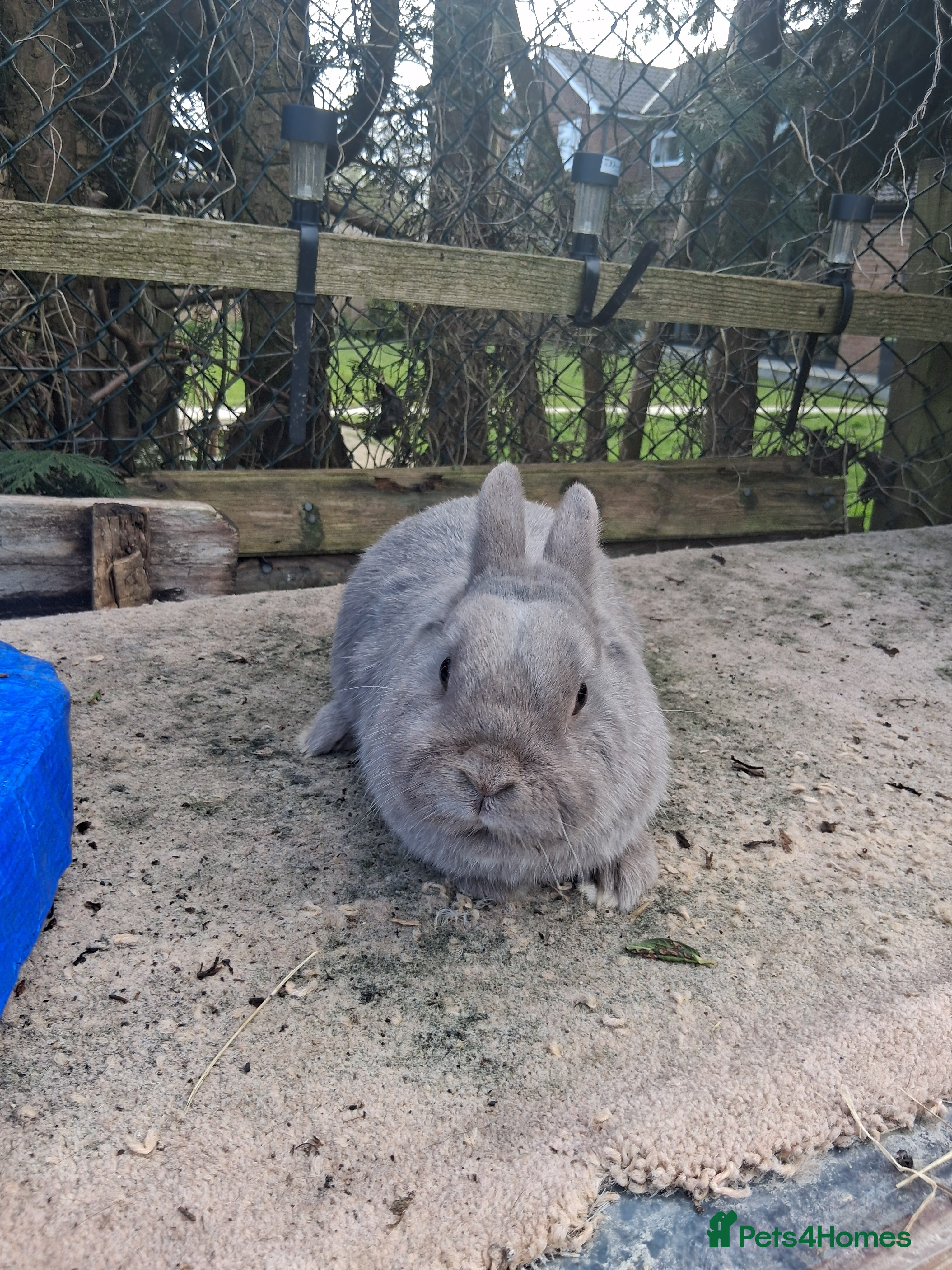 Mixed Breed rabbits  Male Rabbit - Advert 20