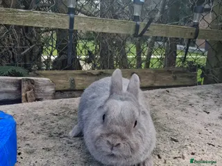 Mixed Breed rabbits Male Rabbit - Advert 20
