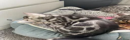 Bengal cats for sale: ‼️UPDATE ‼️Ready now TICA REGISTERED  - Advert 17