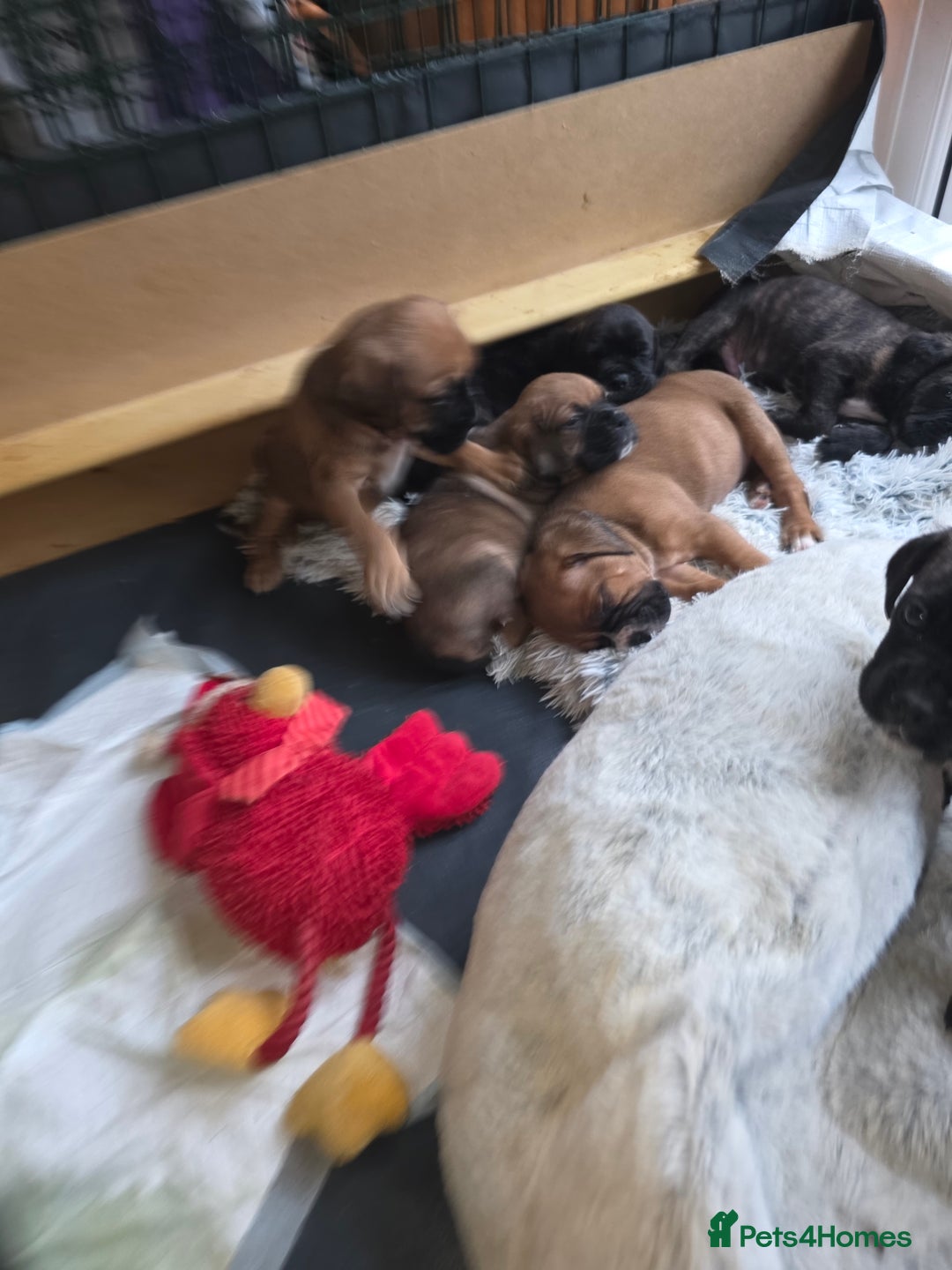 Mixed Breed dogs for sale: Boxer x cane corso puppies - Advert 3