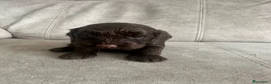 Cockapoo 4