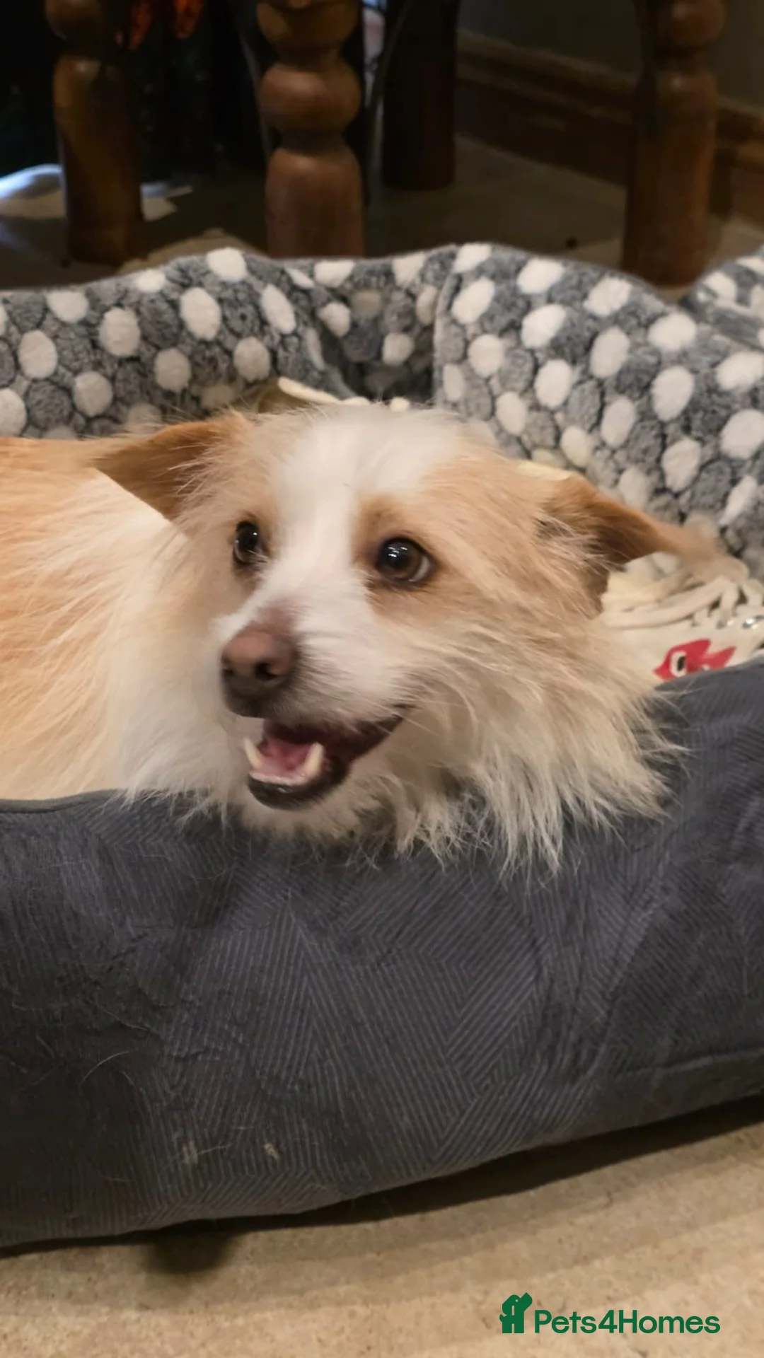 Mixed Breed dogs for adoption: Moomoo is 3-4 yr terrier type meat trade survivor  - Advert 4