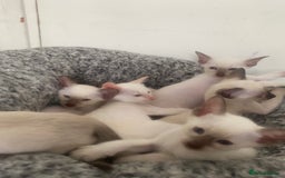Siamese cats for sale: 🤩🐱Beautiful Siamese kittens for sale🐱⚡️ - Image 22