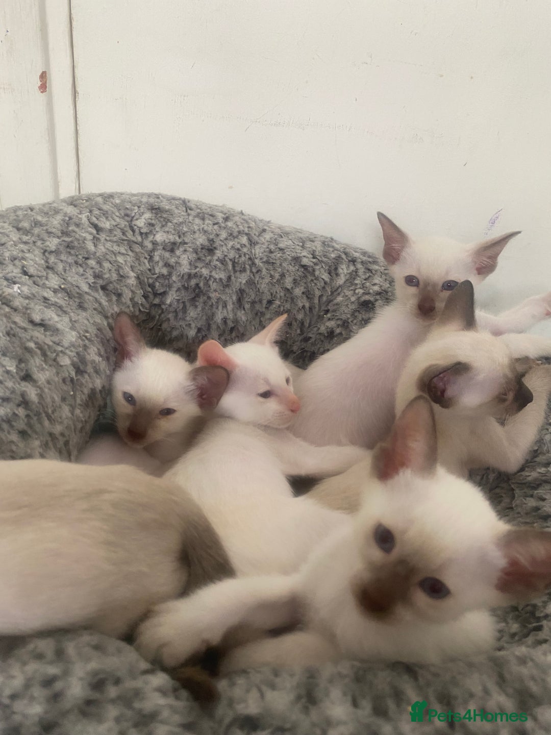 Siamese cats for sale: 🤩🐱Beautiful Siamese kittens for sale🐱⚡️ - Image 22
