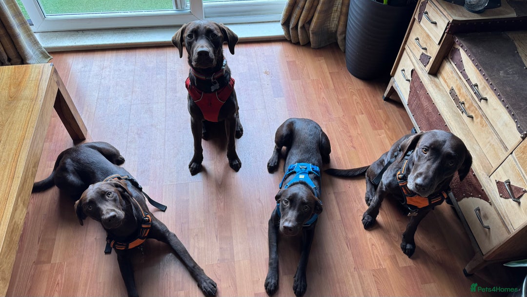 Labrador Retriever dogs for sale: Puppies due between 6-13 February  - Advert 6