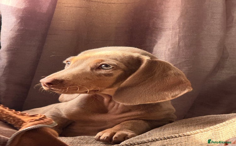 Miniature Dachshund dogs - Advert 4