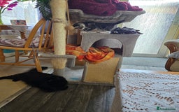 Mixed Breed cats for sale: Kittens - Image 4