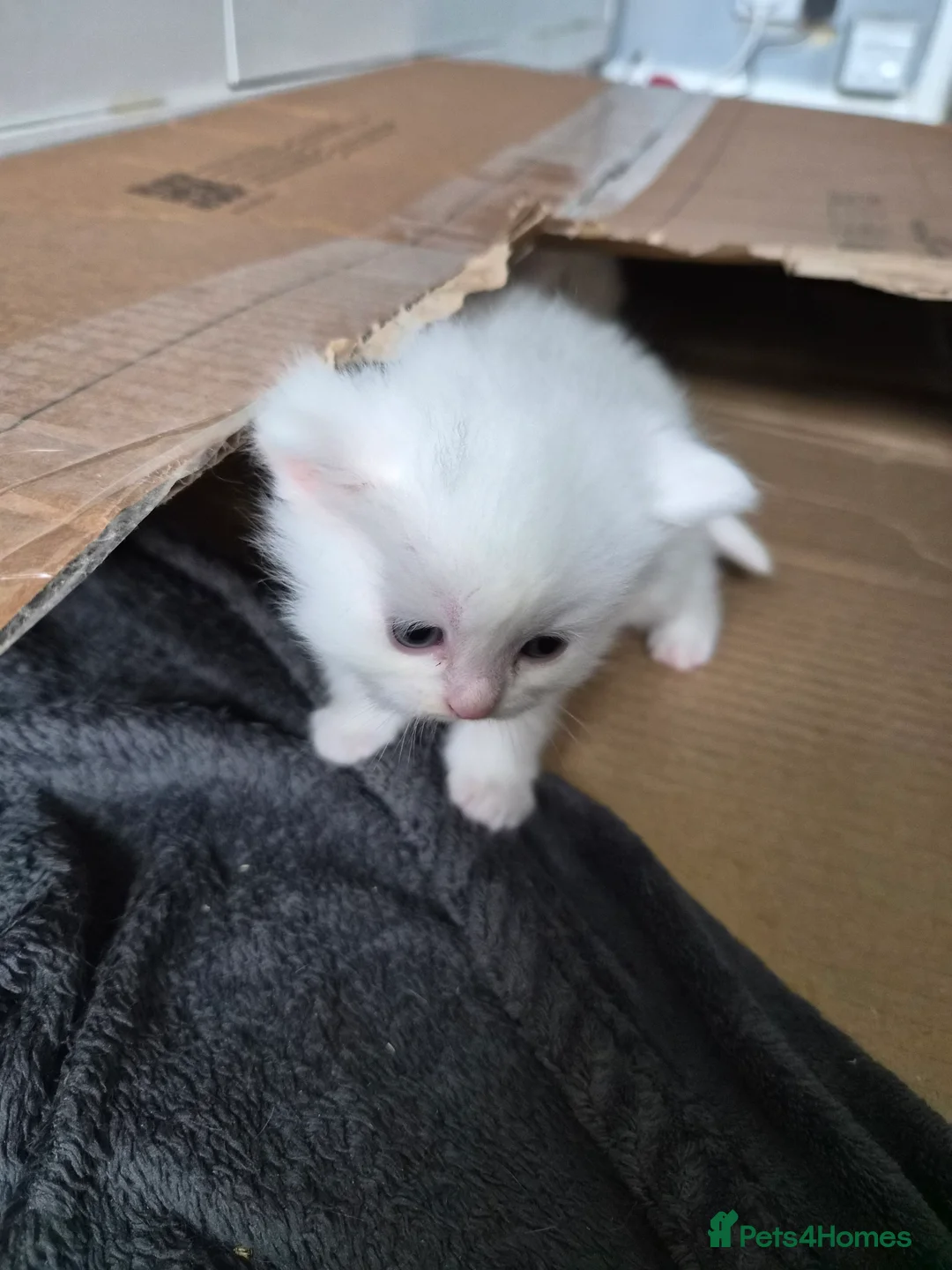 Mixed Breed cats for sale: Persian × kittens for sale - Advert 2